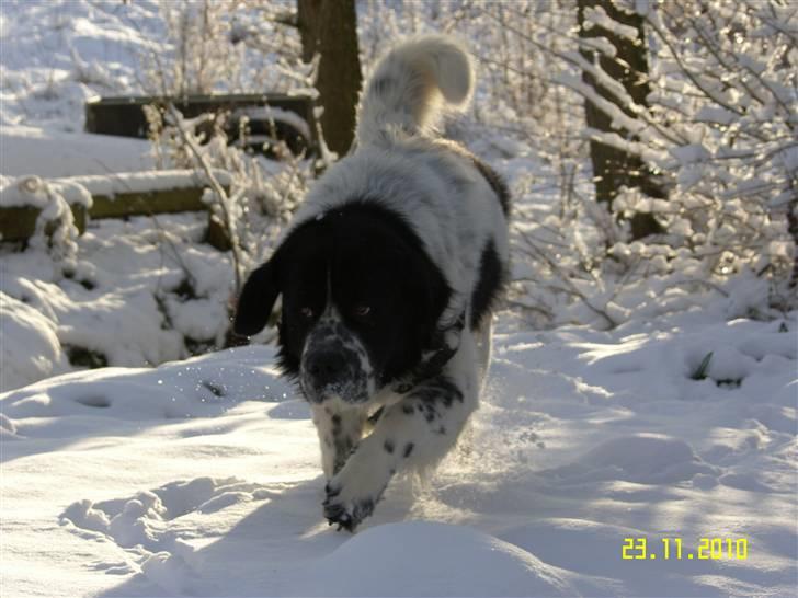 Blanding af racer Easy (Bassen!) -  Smukke hund!<3 billede 6