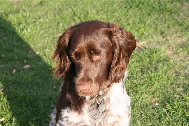 Kleiner münsterländer King<3 billede 1