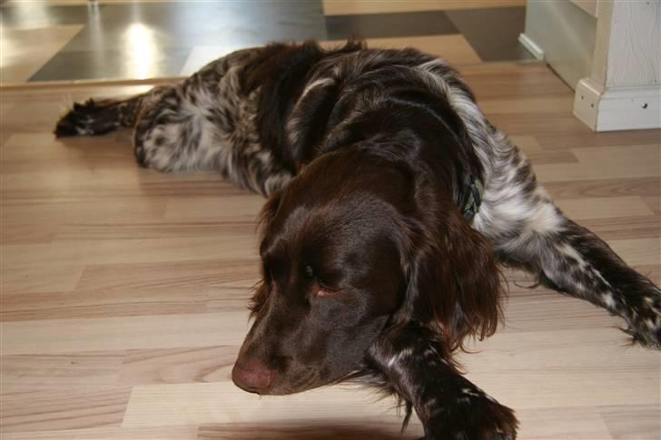 Kleiner münsterländer King<3 billede 2