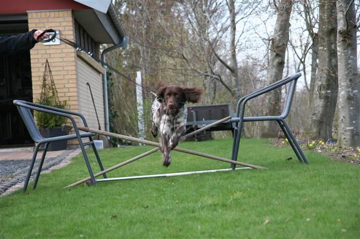 Kleiner münsterländer King<3 billede 3