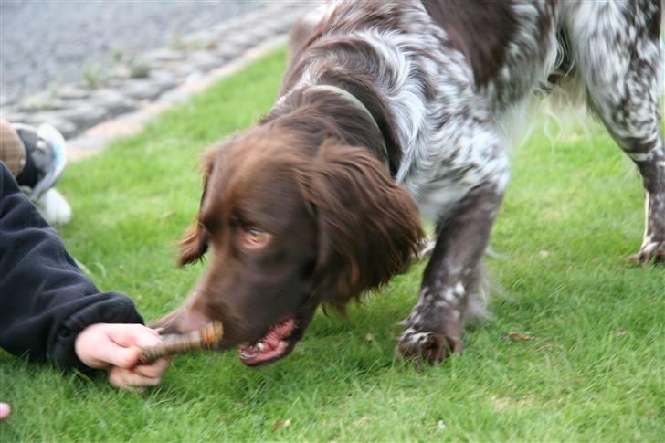 Kleiner münsterländer King<3 billede 4
