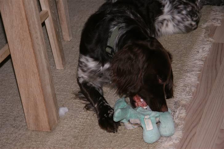 Kleiner münsterländer King<3 billede 5