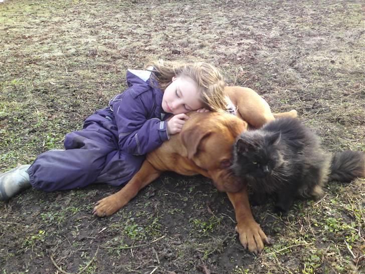 Dogue de bordeaux Hanky Prenky - Fighter som desværre er gået over regnbuebroen, hygger her på billedet sammen med Hanky og min datter. billede 18