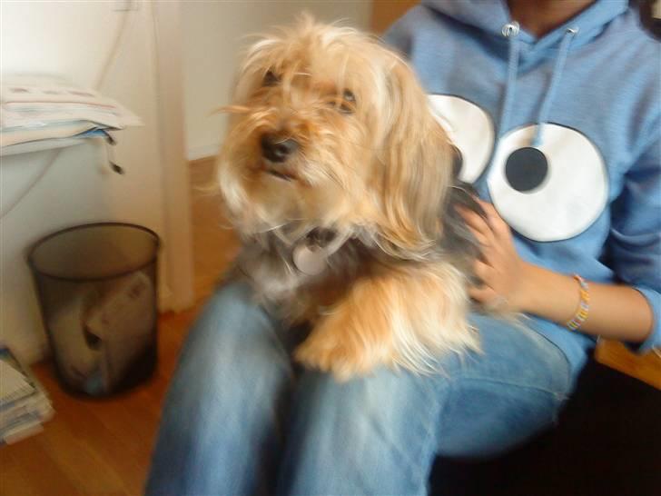 Blanding af racer Nuser *springstjernen*<3 - Nuser hygger sig (:<3 billede 18