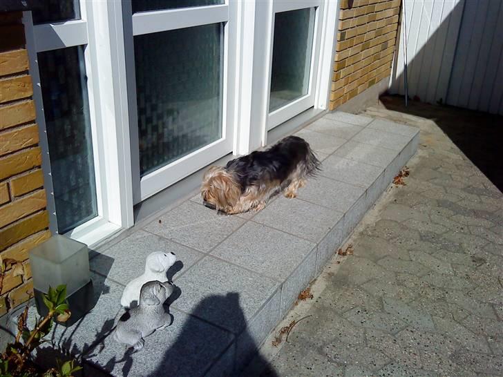 Blanding af racer Nuser *springstjernen*<3 - Nuser har fået øje på en edderkop (:  billede 19