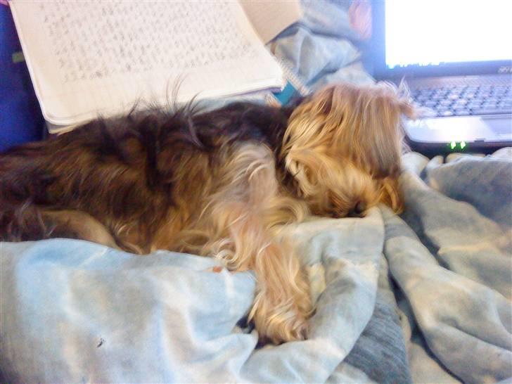 Blanding af racer Nuser *springstjernen*<3 - Når nuser sover trygt (:<3 billede 20