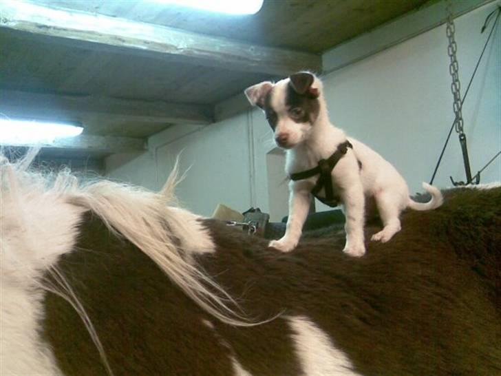Blanding af racer Chihuahua/D-S gårdh. JACK - Jack på ryggen af den 1½ årige pintohoppe Catalina. November 2009. billede 18