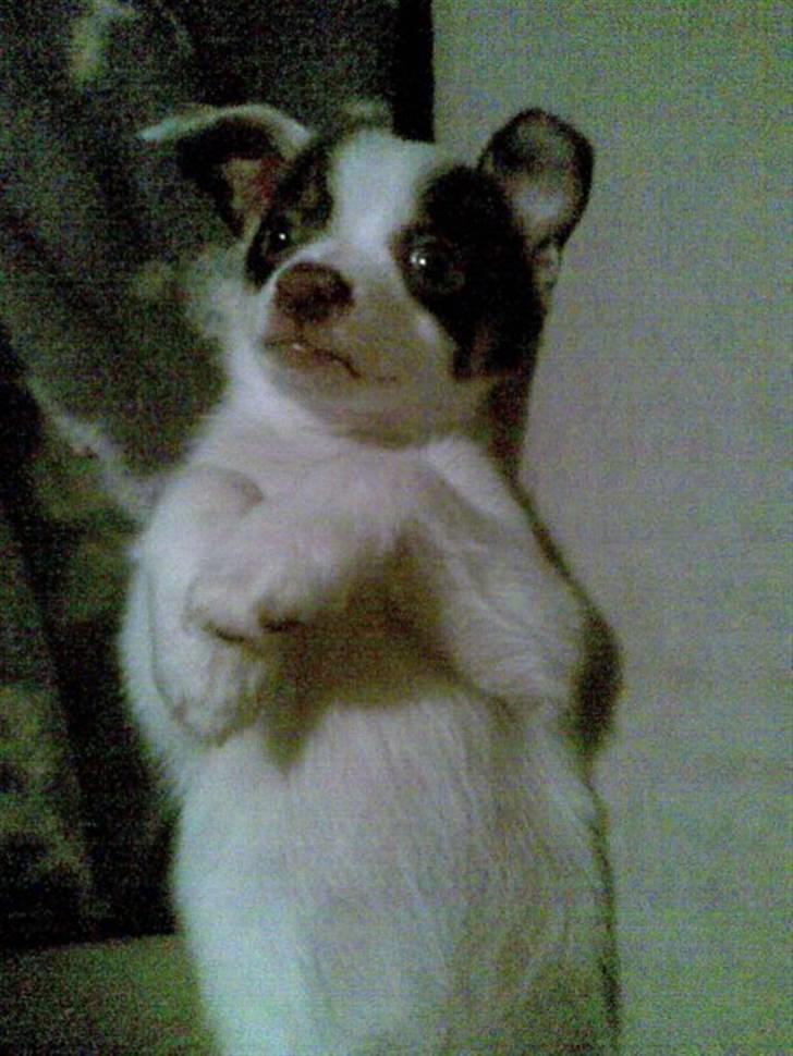 Blanding af racer Chihuahua/D-S gårdh. JACK - Legesyge Jack. November 2009.  billede 19