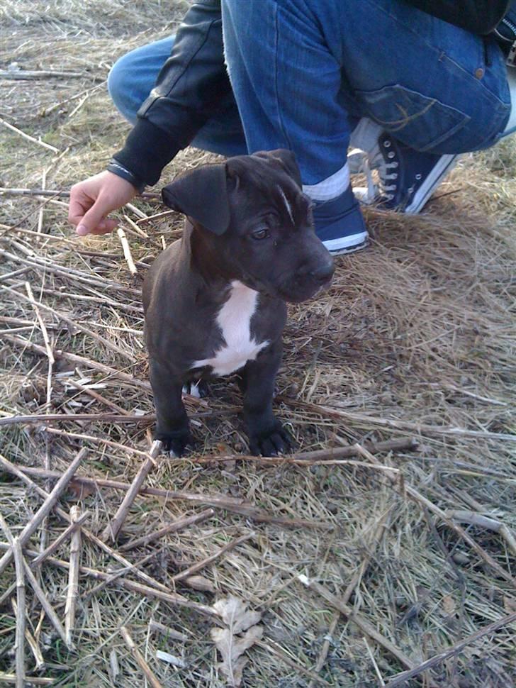 Blanding af racer Dogo Argentino & Amstaff Prince billede 3