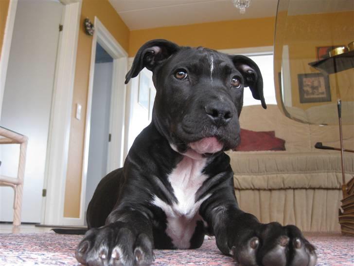 Blanding af racer Dogo Argentino & Amstaff Prince billede 8