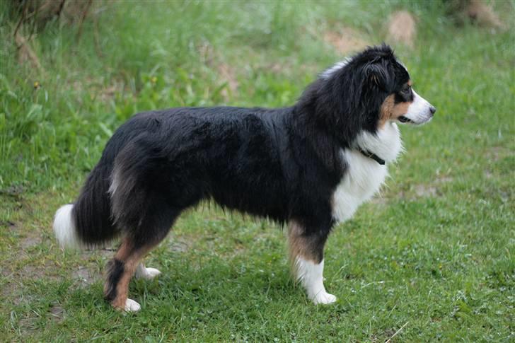Australian shepherd Gracie - Gracie da jeg lige havde fået hende i maj 08 billede 3