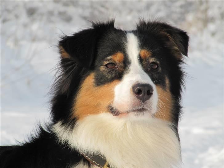 Australian shepherd Gracie - Opmærksom billede 4