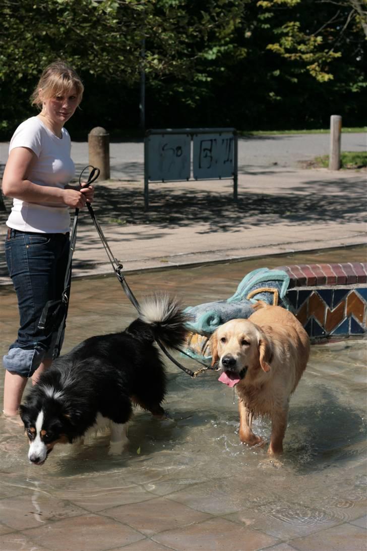 Australian shepherd Gracie - Gracy, Baloo og jeg ude og svale fusserne 4. juni 10 billede 6