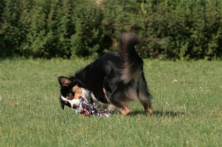 Australian shepherd Gracie - Julli 2010 billede 7