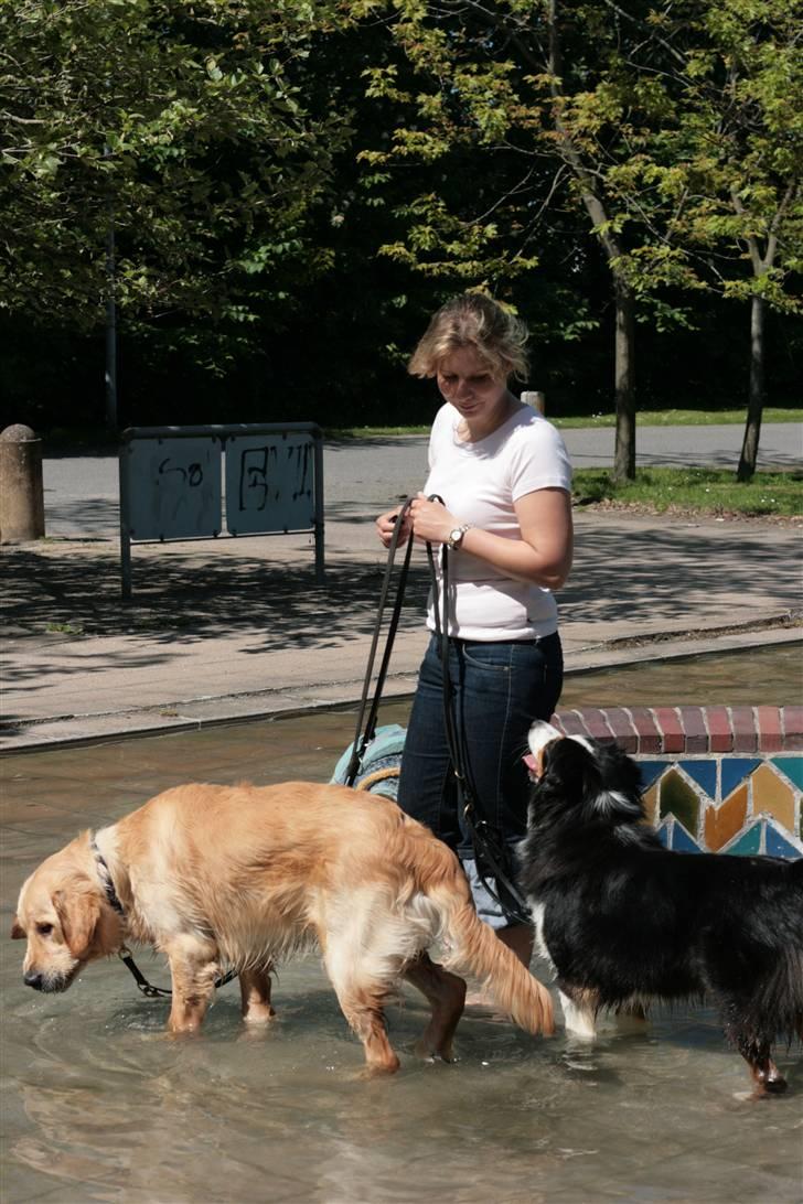 Australian shepherd Gracie billede 8