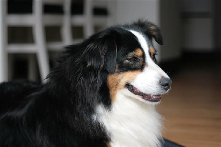 Australian shepherd Gracie billede 9