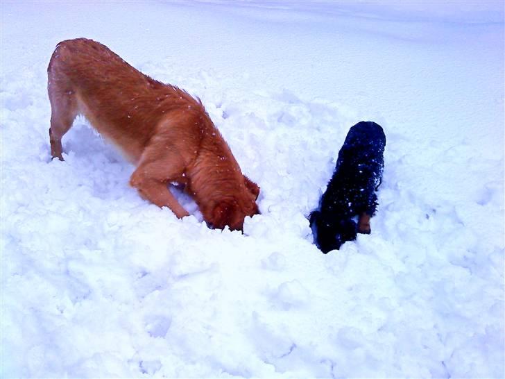 Golden retriever Naja billede 16