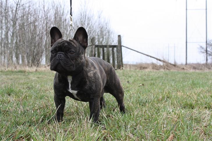 Fransk bulldog    Leibøll's Bom Bastique billede 16