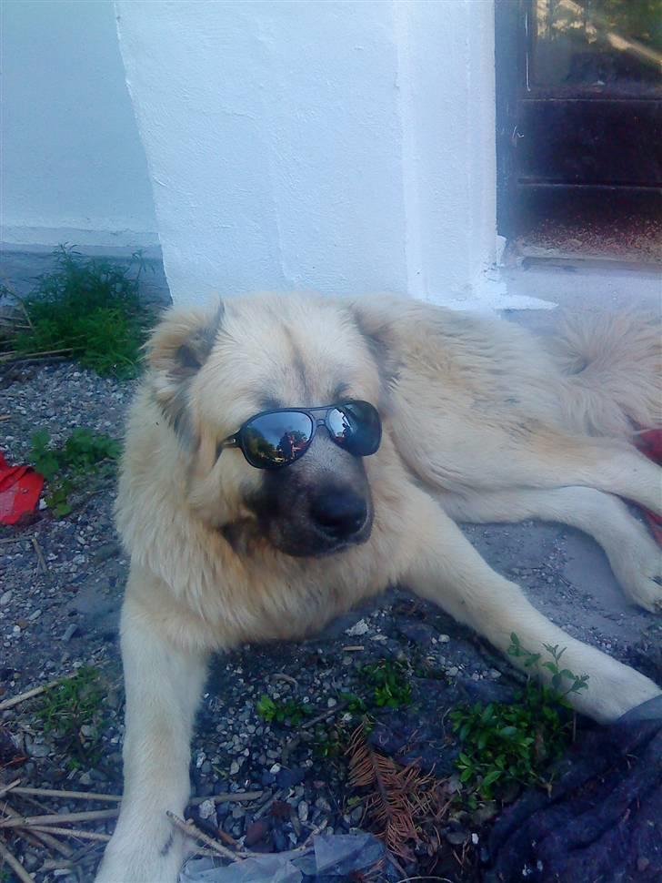 Kaukasisk ovtcharka samson R.I.P <3 billede 11