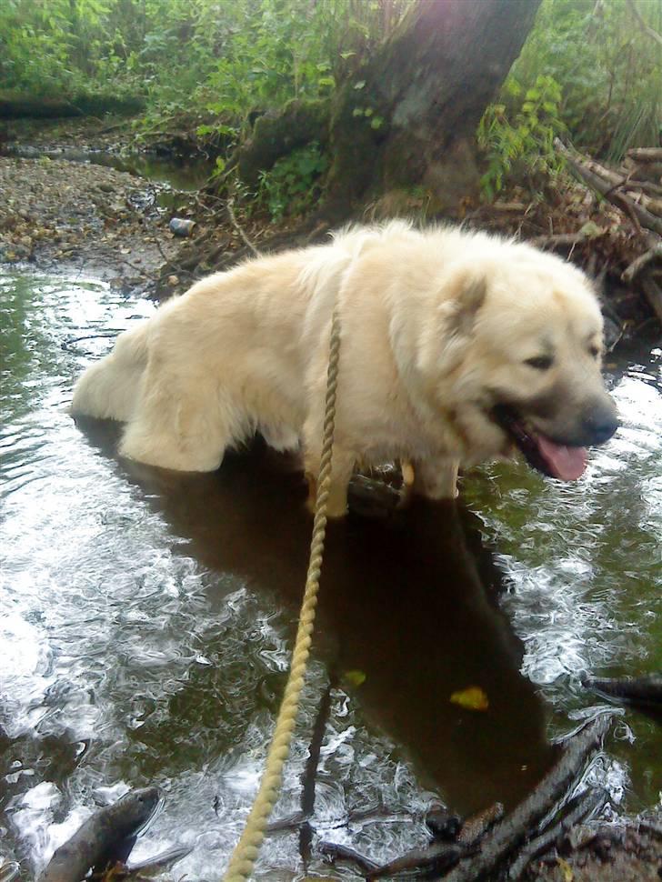 Kaukasisk ovtcharka samson R.I.P <3 billede 12