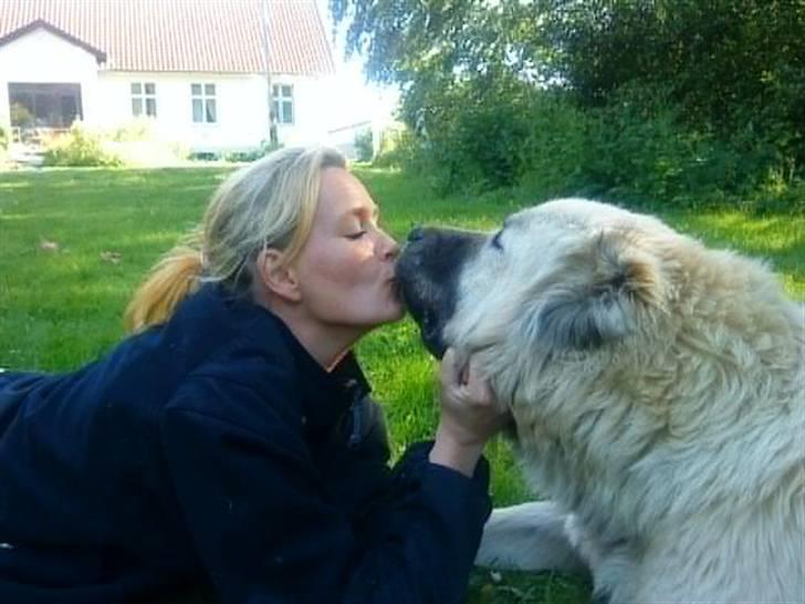 Kaukasisk ovtcharka samson R.I.P <3 billede 13