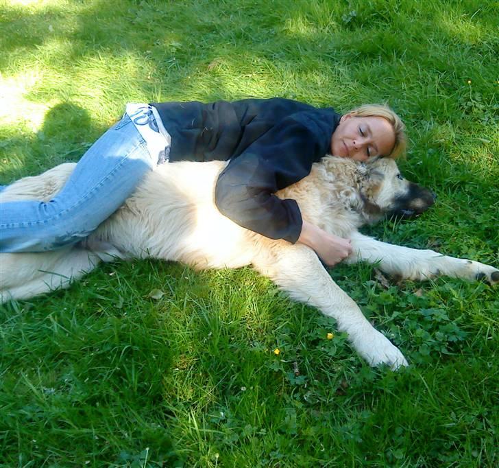 Kaukasisk ovtcharka samson R.I.P <3 billede 14