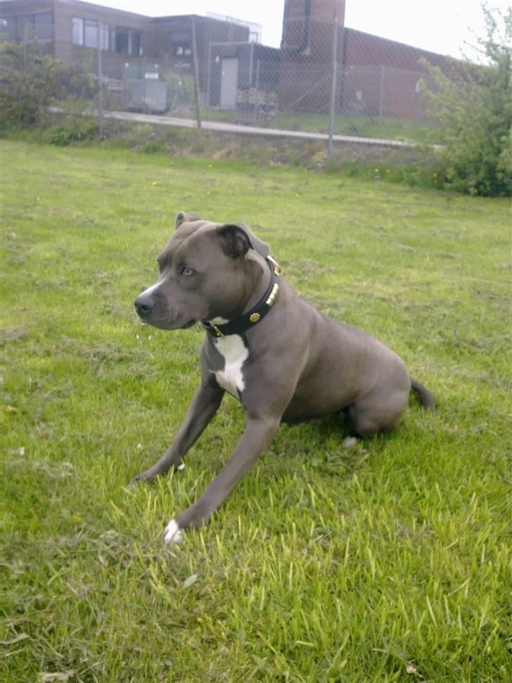 Amerikansk staffordshire terrier Banditten Nala.. billede 14