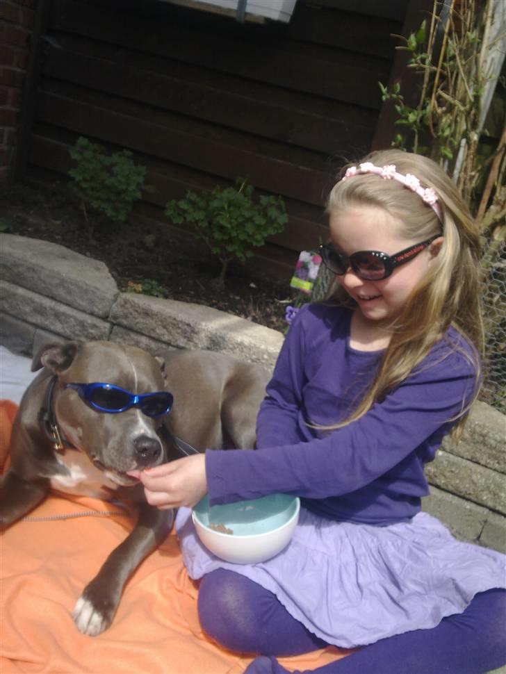 Amerikansk staffordshire terrier Banditten Nala.. billede 15