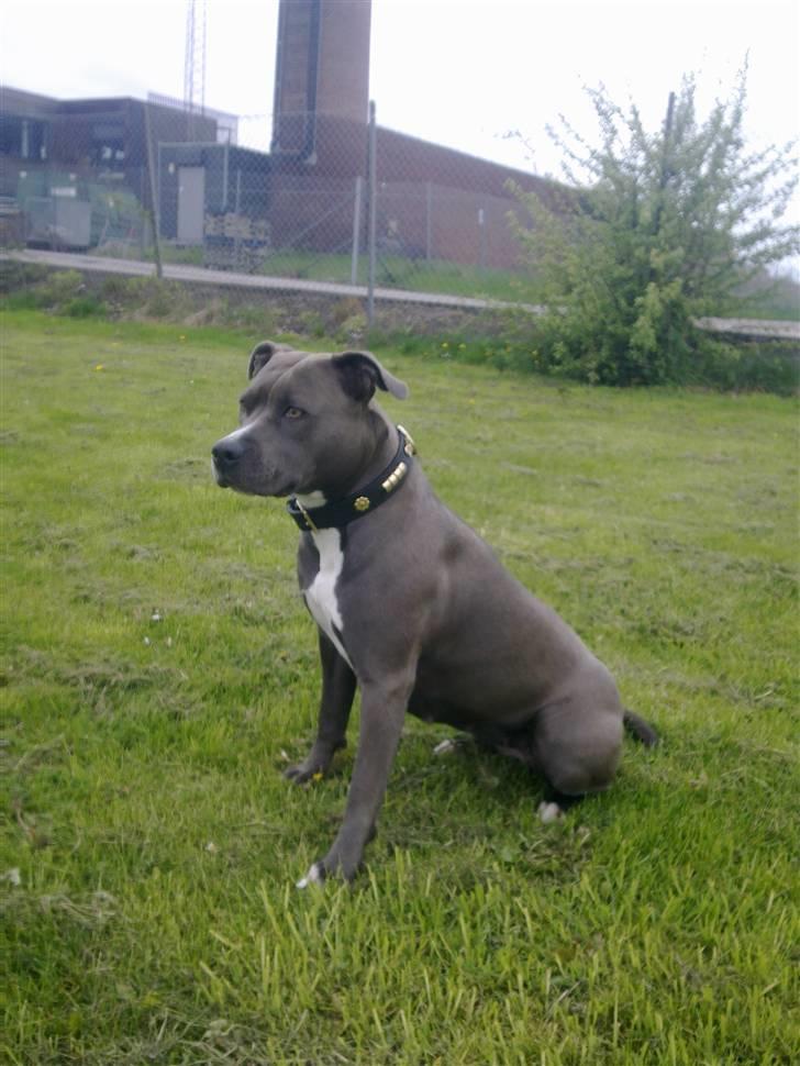 Amerikansk staffordshire terrier Banditten Nala.. billede 16