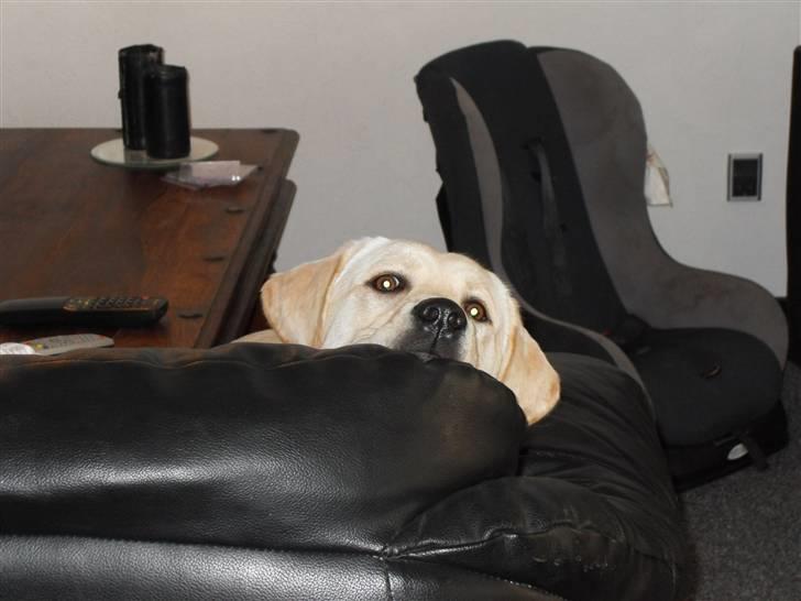 Blanding af racer Molly <3 billede 15