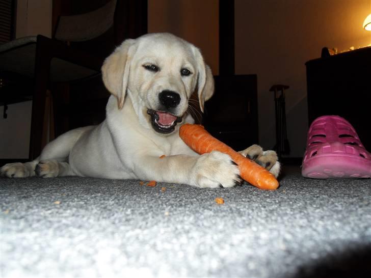 Blanding af racer Molly <3 billede 16