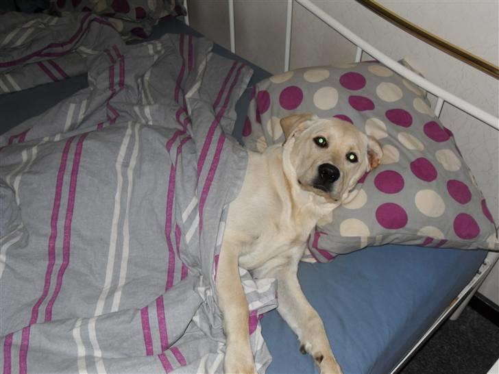 Blanding af racer Molly <3 billede 17