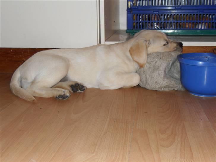 Blanding af racer Molly <3 billede 18