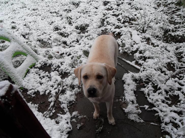 Blanding af racer Molly <3 billede 19