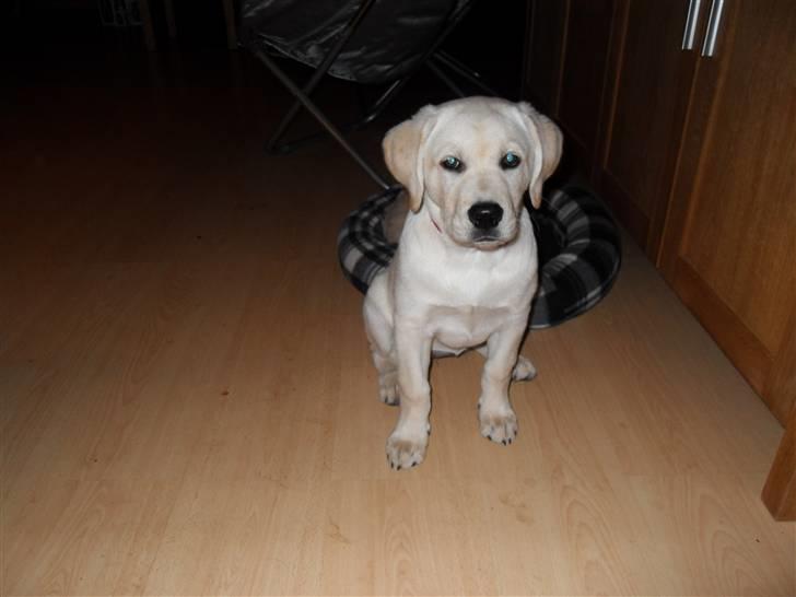 Blanding af racer Molly <3 - Molly 12 uger.  billede 20