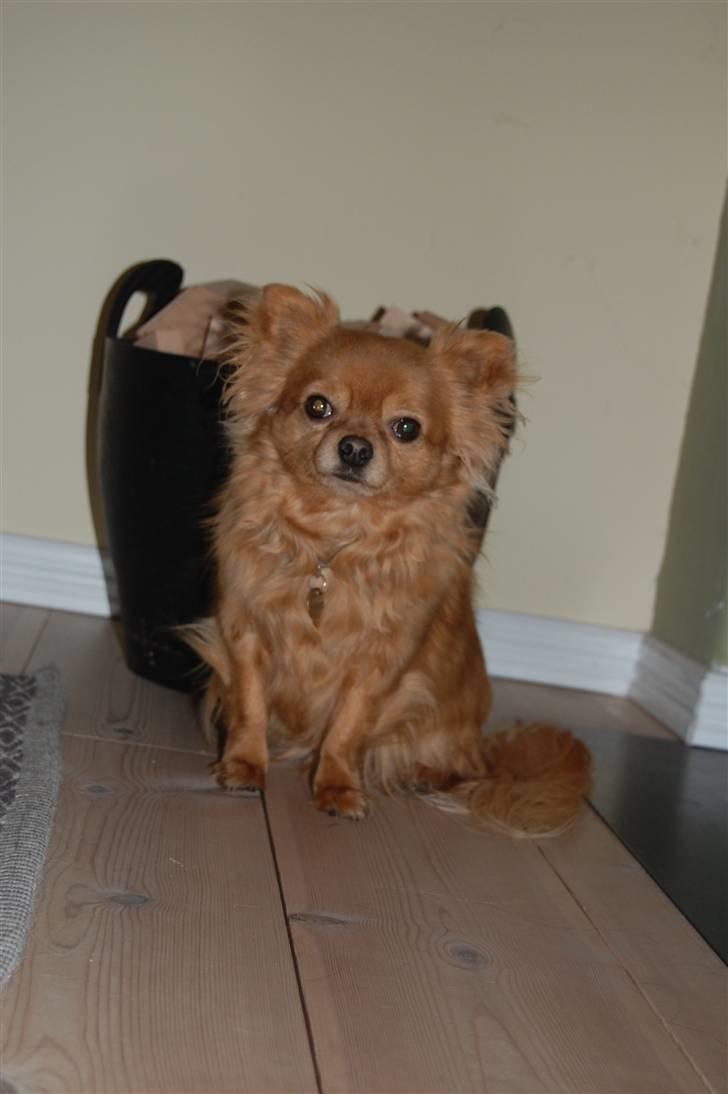 Chihuahua Birkedal's Carlo billede 1