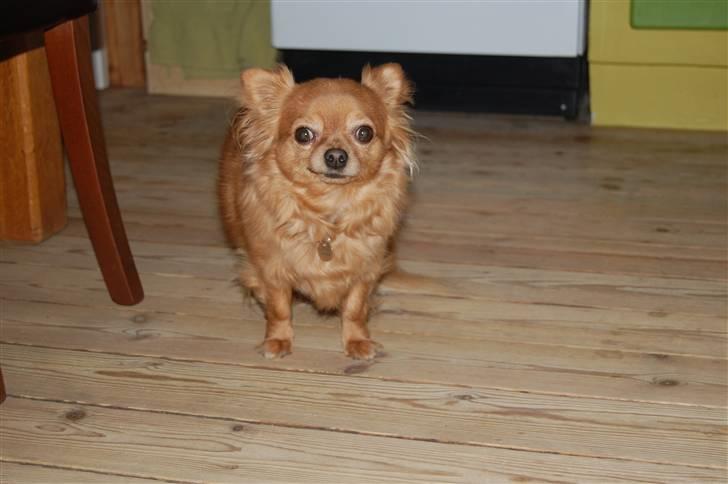 Chihuahua Birkedal's Carlo billede 2