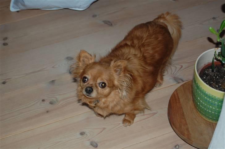 Chihuahua Birkedal's Carlo billede 3