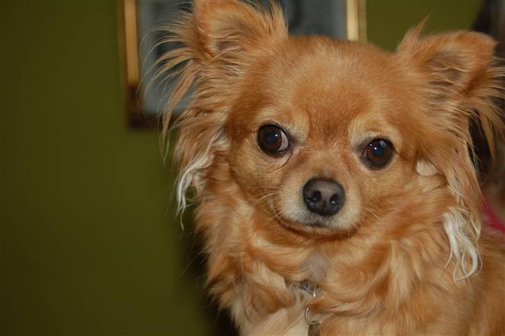 Chihuahua Birkedal's Carlo billede 4