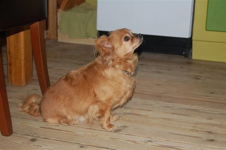 Chihuahua Birkedal's Carlo billede 5