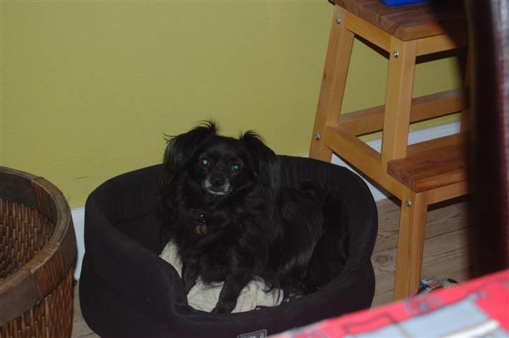 Chihuahua Birkedal's  Topsy - Monty billede 1