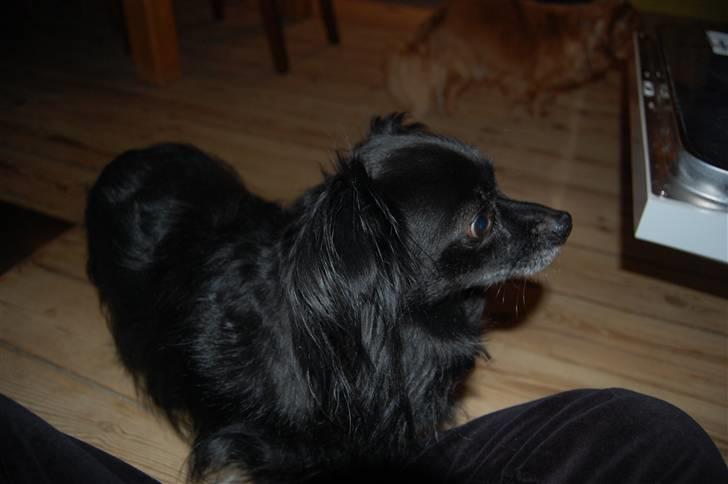 Chihuahua Birkedal's  Topsy - Monty billede 2