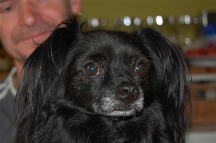 Chihuahua Birkedal's  Topsy - Monty billede 4