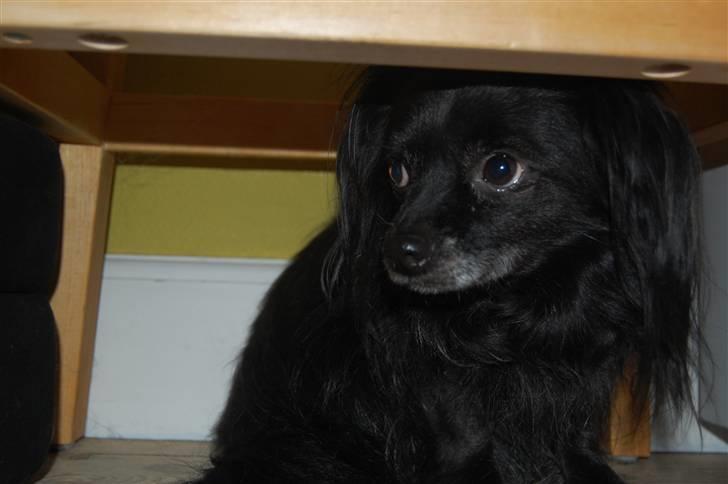 Chihuahua Birkedal's  Topsy - Monty billede 5