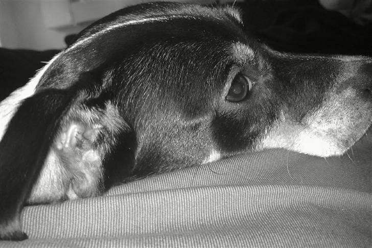 Dansk svensk gaardhund Hannibal - Her er jeg :) billede 1