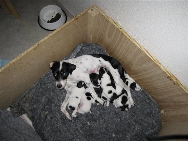 Dansk svensk gaardhund Hannibal - Sammen med mor og mine 6 søskende. billede 2