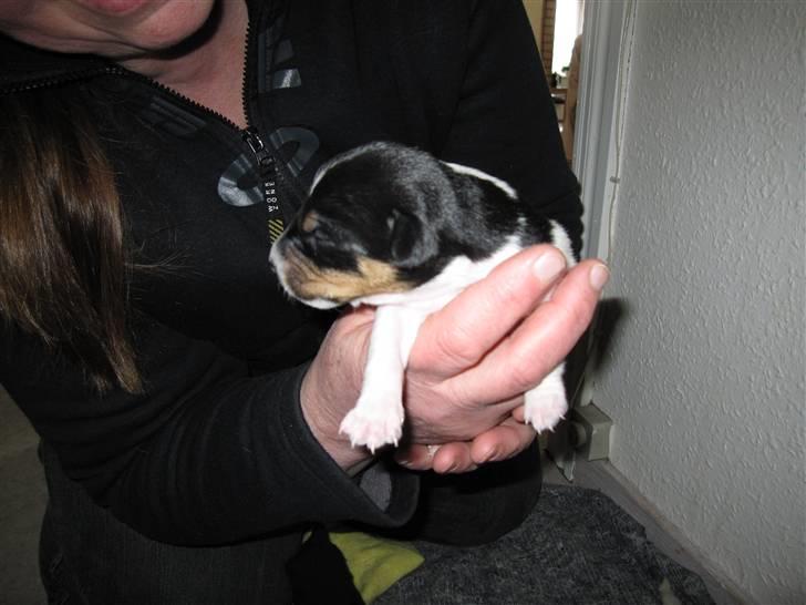 Dansk svensk gaardhund Hannibal - Få timer gammel :) billede 3