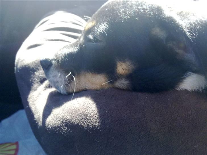 Dansk svensk gaardhund Hannibal - Putter i bilen :) billede 4