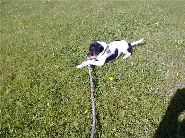 Dansk svensk gaardhund Hannibal - Lille hund - stor pind :D billede 5