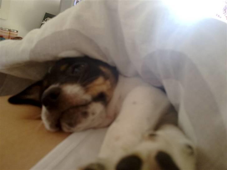 Dansk svensk gaardhund Hannibal billede 6